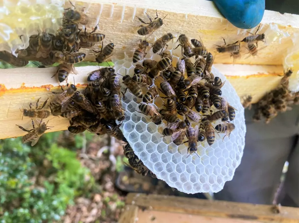 Human Beeings? Joining DARG Devon Apicultural Research Group